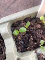 Load image into Gallery viewer, Seed Sowing Workshops (1st April 2026)
