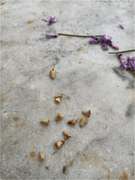 Load image into Gallery viewer, Seed Sowing Workshops (1st April 2026)
