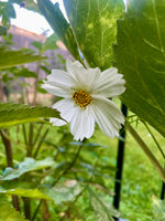 Load image into Gallery viewer, Seed Sowing Workshops (1st April 2026)
