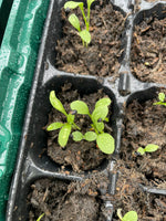 Load image into Gallery viewer, Seed Sowing Workshops (1st April 2026)
