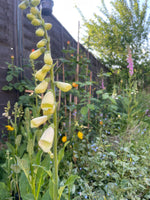 Load image into Gallery viewer, Seed Sowing Workshops (1st April 2026)
